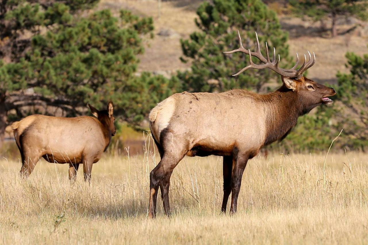 Great Outdoors - Permit #3428 Villa Estes Park Bagian luar foto